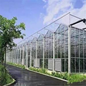 Grande serre en verre multi-chapelles pour tomates, kit avec structure en acier galvanisé à chaud et ventilation continue du toit, pour usage agricole - Product Image 4