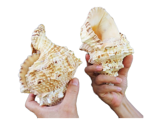 Offre Spéciale : Coquillage Naturel Poli Seastar Real Crafts pour Décoration Intérieure, Effet Naturel et Type Coquillage à Visser - Product Image 3