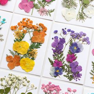 12 pièces/paquet de mélange de fleurs pressées pour la fabrication de <span class=keywords><strong>savon</strong></span> et de bougies en résine époxy bricolage artisanat et carte-cadeau - Product Image 4