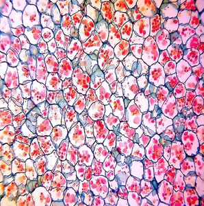 BestScope Microscopio Compuesto Biológico con Iluminación LED, Ajuste Grueso, Trinocular Educativo, para Laboratorio, para el - Product Image 4