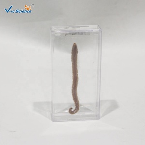 Campione di Nereide Marina Immersa in Soluzione Chimica, Vero Esemplare di Verme Segmentato per l'Educazione in Classe di Invertebrati CE/ISO/ROHS - Product Image 6