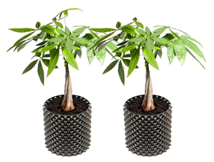 LINKWIN 3 galones Plus Super Roots Control maceta <span class=keywords><strong>contenedor</strong></span> plástico aire <span class=keywords><strong>poda</strong></span> macetas raíces entrenador bueno para el cultivo de bonsái - Product Image 4