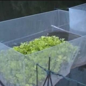 20gsm chăn nuôi lưới thủy sản chăn nuôi HDPE Hàng rào chống chim <span class=keywords><strong>Net</strong></span> mưa đá gà Côn trùng <span class=keywords><strong>Net</strong></span> nhựa sản phẩm nuôi trồng thủy sản bẫy - Product Image 6