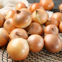 Oignons jaunes frais du Shandong, qualité supérieure, certifiés ISO, nouvelle récolte, tailles 3-5 cm, emballage de 10 kg/20 kg pour l'exportation