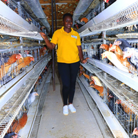 Équipement d'élevage de poulets entièrement automatique, cage à poulets en batterie de type H, cage à poules pondeuses avec système d'abreuvement, d'alimentation et d'évacuation des excréments