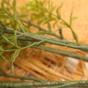 Artificial Murraya Paniculata Foliage Dark Green <b>Light</b> Green High Simulation <b>Leaves</b> Indoor Wedding Home Decor - Product Image 1