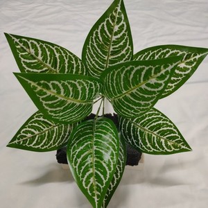 Planta Artificial Greenway de 30cm-100cm con Hojas Blancas a Rayas, Ramo de Estilo Natural para Decoración de Interiores - Product Image 1