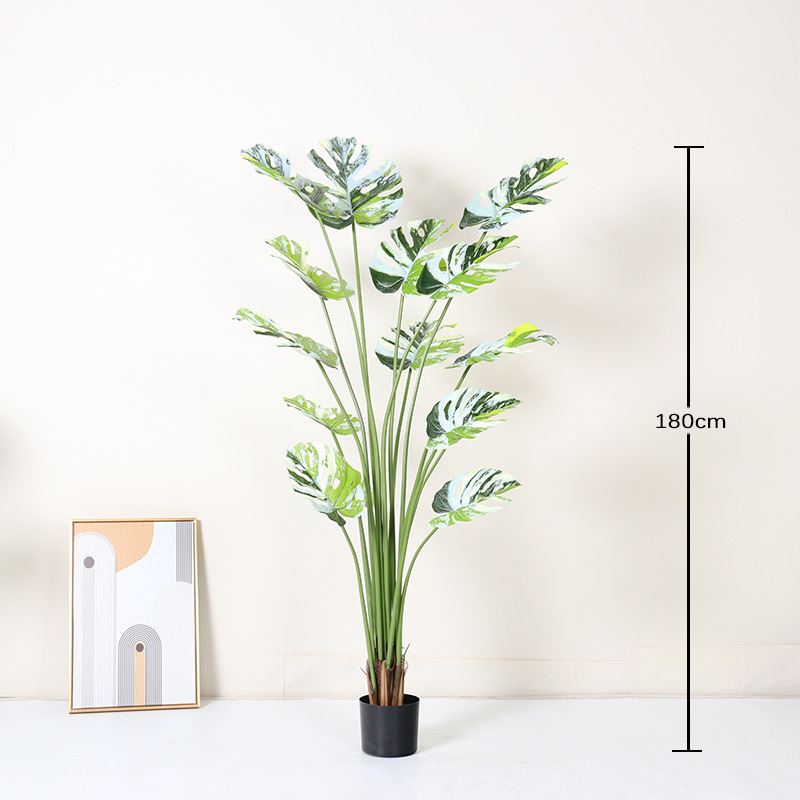Monstera deliciosa à bords blancs - 180cm