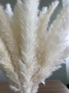 Image de <span class=keywords><strong>fleurs</strong></span> <span class=keywords><strong>séchées</strong></span>, 20 pièces par lot, de haute qualité, pour arrangement floral, <span class=keywords><strong>bouquet</strong></span> de roseaux des marais blancs - Product Image 5