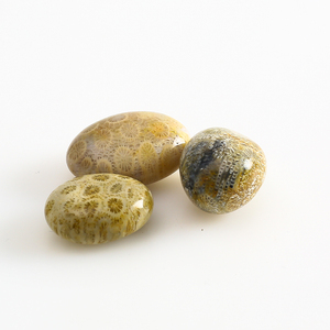 Bán Buôn Đánh Bóng Chữa Bệnh Sỏi San Hô Tự Nhiên Hóa Thạch Tumbled Stones Hóa Thạch Vỏ Sò Palm - Product Image 6
