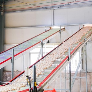 Nouveau H-Type 30000-200000 Poules Automatique Hain Feeder Mamelon Buveur Batterie Poulet Couche <span class=keywords><strong>Cage</strong></span> Batterie <span class=keywords><strong>Cage</strong></span> - Product Image 6