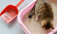 Litière pour chats en bentonite super absorbante, agglomérante, sans poussière, à base de sodium