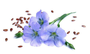 Hạt Lanh hạt lanh hạt lanh hạt lanh các hạt lanh hạt lanh bột PE chiết xuất dầu - Product Image 3