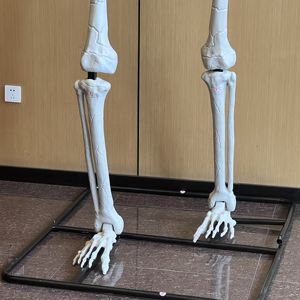 Décorations d'Halloween Humaines en Plastique Fantôme Mobile Full Body Life Certaines Tailles Halloween Squelette à Vendre - Product Image 1