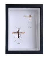 Vente en gros A4 taille A3 Flip Photo cadre photo noir blanc noyer bois MDF 3D Shadow Box cadres avec effet 3D profond affichage de l'article