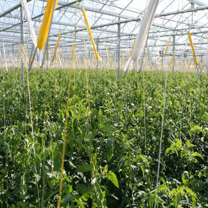 Clips/crochets/supports de greffage de tomates hydroponiques Skyplant pour l'agriculture - Product Image 1