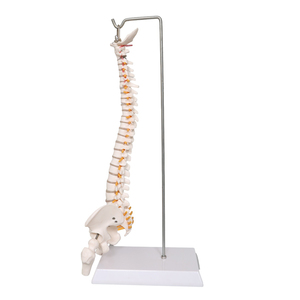 Anatomie — colonne vertébrale naturelle, modèle <span class=keywords><strong>C</strong></span>, 45cm - Product Image 5