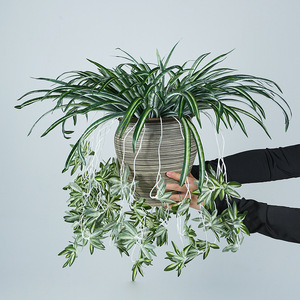 Plantes artificielles en forme d'araignée dorée Meng Jie, 61 pouces, verdure suspendue, simulation en PVC souple, décoration sans pot - Product Image 2