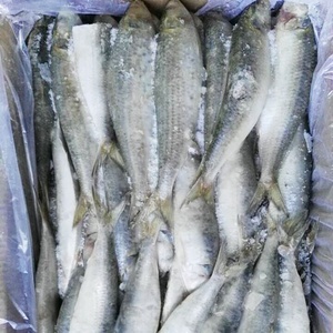 Sardinas Congeladas a Bajo <span class=keywords><strong>Precio</strong></span>, 6-7/9-10 Piezas/<span class=keywords><strong>kg</strong></span>, Venta al Por Mayor - Product Image 3
