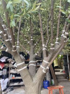 Cây ô liu giả chất liệu sợi thủy tinh cao cấp, chất lượng cao, siêu thực, chạm khắc tinh xảo, kích thước lớn, dùng trang trí Tết Nguyên đán - Product Image 5