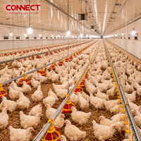 Système moderne d'élevage au sol pour poulets de chair, solution clé en main pour projets avicoles, achat en gros
