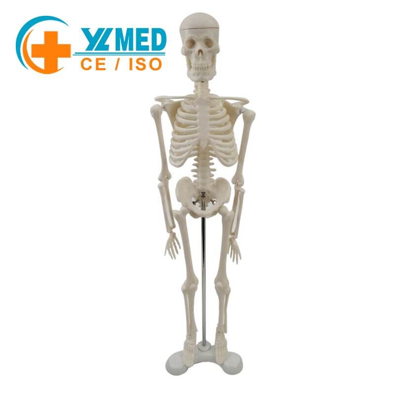 Skeleton Model 45cm Tall PVC Detachable Anatomical Human for ...