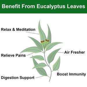 100% naturel <span class=keywords><strong>de</strong></span> qualité supérieure feuille <span class=keywords><strong>d</strong></span>'<span class=keywords><strong>eucalyptus</strong></span> séchée beauté saine à base <span class=keywords><strong>de</strong></span> plantes thé en vrac disponible dans un sac boîte en vrac bouteille emballage - Product Image 6