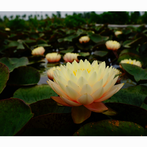 Pacchetto Super Conveniente: Tuberi di Nymphaea Blushing Bribe e Cesto Acquatico Pro per Ninfee d'Acqua - Product Image 6