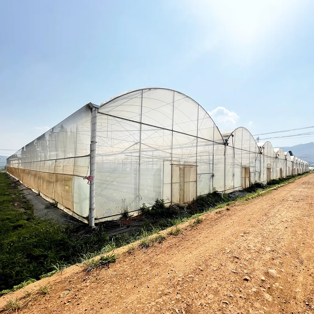 Agricultura hidroponía casa verde grande Control Automático multi span túnel alto PE película invernadero multi-Span