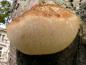 Экстракт гриб Львиной гривы полисахариды, бета-глюкан, тритерпеновые гелиценоны и эрикатины