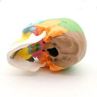 Simulación de suministro de fábrica de recursos didácticos Mini modelo de cráneo colorido anatómico humano tamaño pequeño