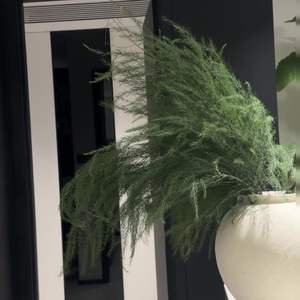 Bouquet d'asperges artificielles, feuilles ultra-réalistes, pour décoration intérieure, mariages et verdure domestique - Product Image 4