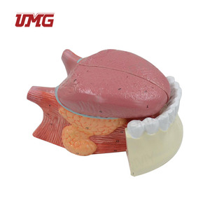 Modelo de Lengua y Dientes Desmontable 2.5 veces más Grande, de Plástico, para Demostración de la Cavidad Oral y la Mandíbula Inferior - Product Image 2