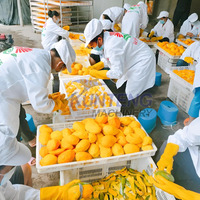 Gedroogde Fruitverwerkingsapparatuur Mango En Pawpaw Droogmachine Gedroogde Vruchten Mango Productielijn