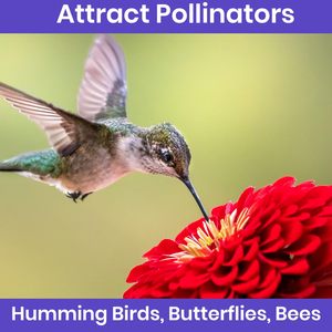 Zinnia géantes naturelles et magnifiques, paquet de fleurs d'extérieur en vrac pour le revêtement de sol, kit élégant pour pot et <span class=keywords><strong>jardinière</strong></span> - Product Image 4