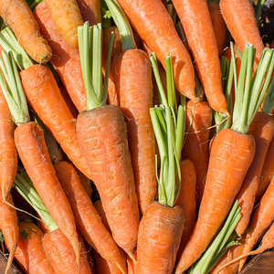 Carottes fraîches biologiques de qualité supérieure, approvisionnement direct de la ferme, légumes sucrés et croquants, riches en vitamine A, stockage à froid, origine Vietnam - Product Image 6
