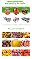 Automatische fruit- en groentesorteermachine voor kersen, olijven, appels, sinaasappels, uien, aardappelen - 304 roestvrij staal, hoge capaciteit