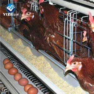 गर्म बेच के लिए चिकन पिंजरे बिछाने मुर्गियाँ फिलीपींस में लोकप्रिय