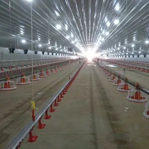 Criador de pollos de corral, capa de jaula de piso, Equipo de cultivo, plan de línea de planta para almacén de granja pequeña