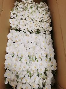 Orchidées artificielles Phalaenopsis blanches et roses, couleur chair, à tige unique, toucher réel, pour décoration de mariage, vente en gros - Product Image 6
