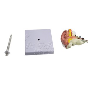 Modèle d'anatomie de l'oreille en trois dimensions, modèle de structure de l'oreille, outil pédagogique d'enseignement médical et d'anatomie - Product Image 5