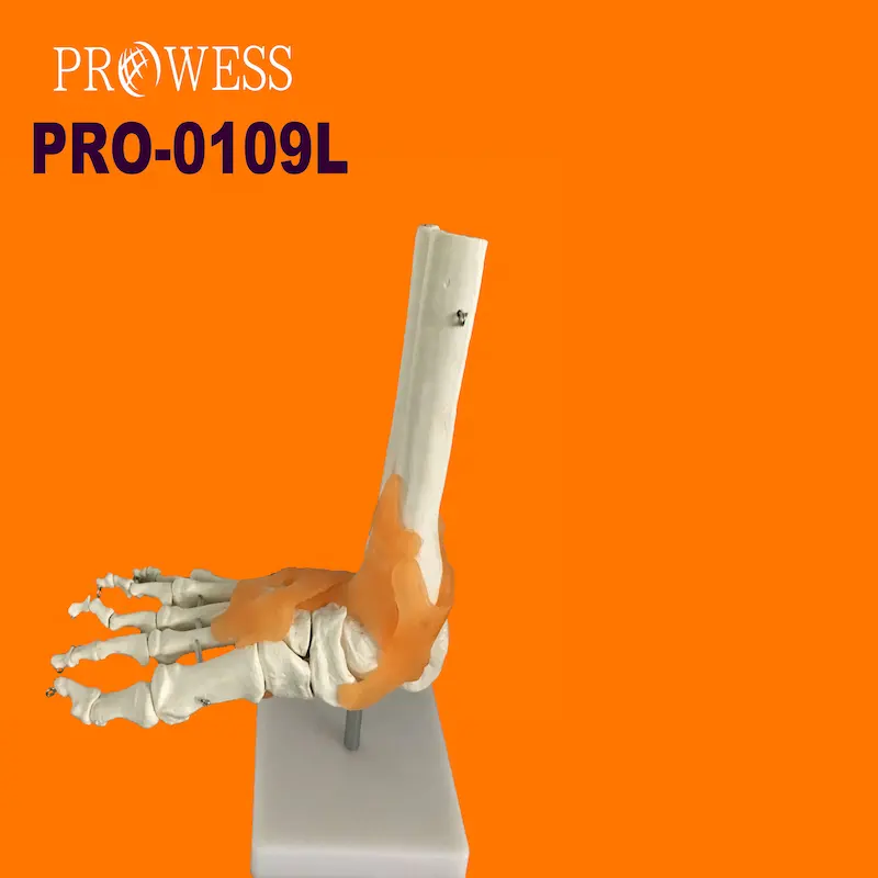 PRO-0109L İnsan yaşam boyu ayak eklemi iskelet modeli ligament iskelet ayak