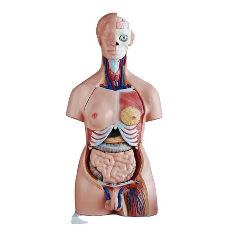 DARHMMY 85CM unisexe torse anatomie modèle 40 pièces produit de sciences médicales