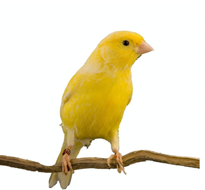 Piccioncini vivi del canarino dello Yorkshire lanc'fringuelli di plastica per la fabbricazione di animali domestici genere - Product Image 4