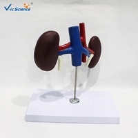 Modelo Anatómico de Riñón Canino, Modelo de Órgano Renal de Perro para Enseñanza Veterinaria de Animales Pequeños, CE/ISO/ROHS/CNAS