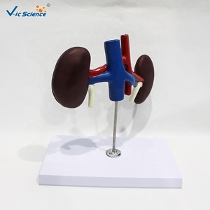 Modèle anatomique de section rénale canine, modèle d'organe rénal de chien pour l'enseignement vétérinaire des petits animaux CE/ISO/ROHS/CNAS - Product Image 4