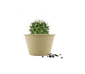 Kit di coltivazione scientifica con vaso biodegradabile-Kit di coltivazione educativo <span class=keywords><strong>per</strong></span> bambini-giardinaggio <span class=keywords><strong>per</strong></span> bambini-girasole fragola Cactus - Product Image 5