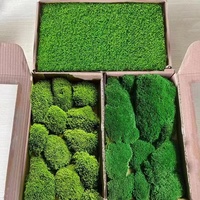 Coussin de mousse stabilisée naturelle verte de 0,2 m² pour mur végétal, Leucobryum Glaucum, durable 5 ans