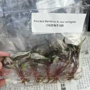 Plantes de culture tissulaire de Alocasia Bambino Arrow Pink fraîchement coupées, directement de l'usine - Product Image 2