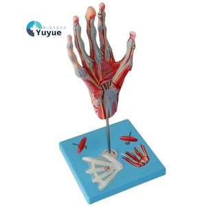 Медицинская учебная модель: Анатомия кисти с нервами и кровеносными сосудами - Product Image 1